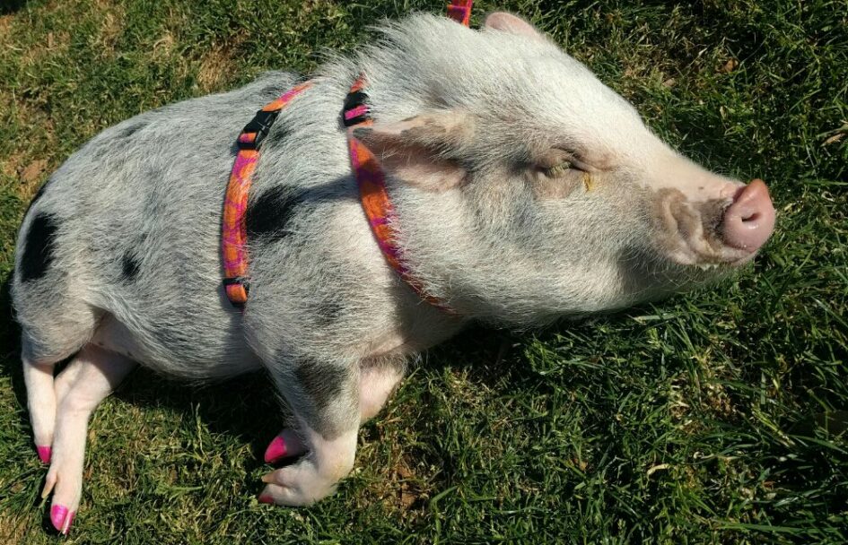 A pig lays daintily on the grass, his nails looking glam